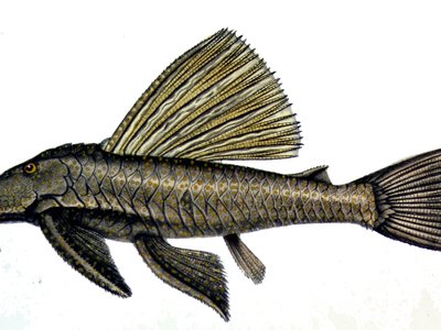 Hypostomus