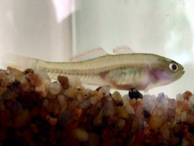 Hypseleotris