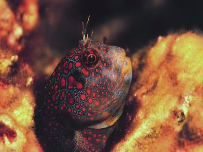 Hypsoblennius