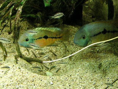 Hypsophrys