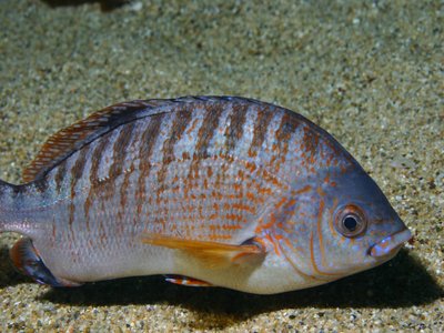 Hypsurus