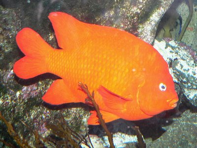 Hypsypops rubicundus