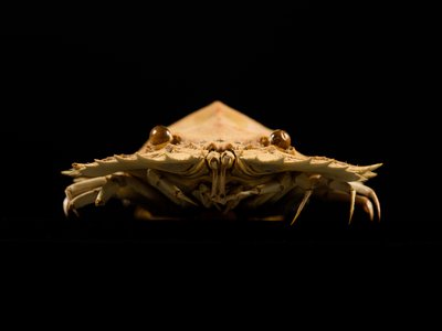 Ibacus alticrenatus