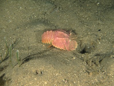 Ibacus peronii