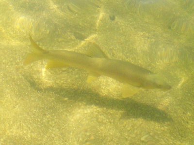 Iberian Barbel