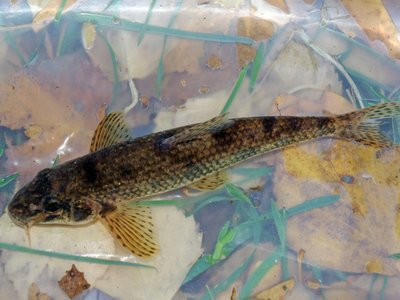 Iberian Gudgeon