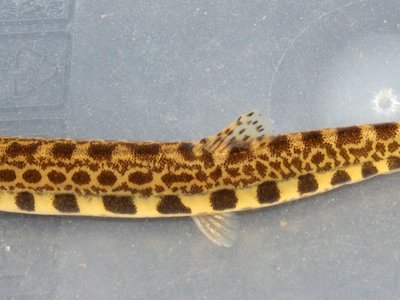 Iberian Spined Loach