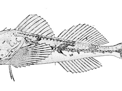 Icelinus borealis