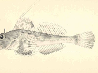 Icelinus filamentosus