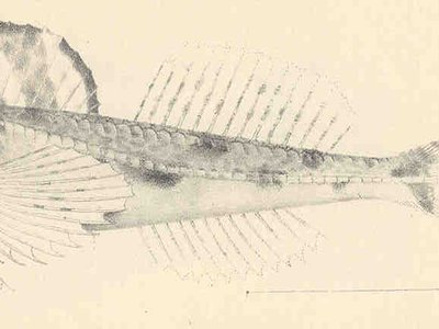 Icelinus quadriseriatus