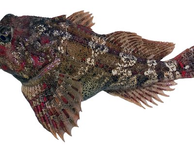 Icelus bicornis