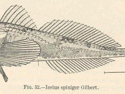 Icelus spiniger