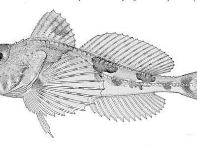 Icelus uncinalis