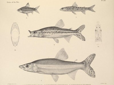 Ichthyborus besse