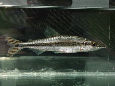 Ichthyborus ornatus