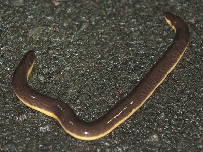 Ichthyophis beddomei