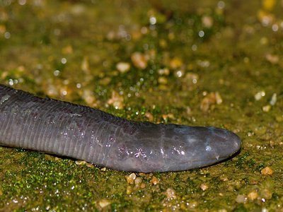 Ichthyophis bombayensis