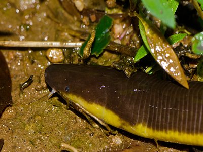 Ichthyophis davidi