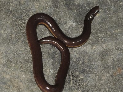 Ichthyophis hypocyaneus
