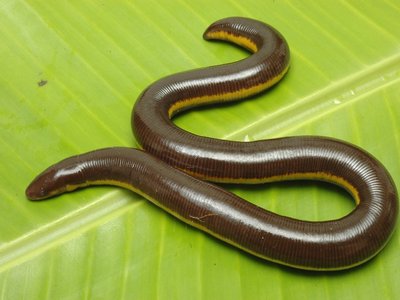 Ichthyophis kodaguensis