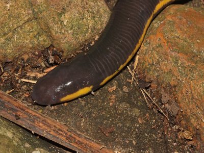 Ichthyophis kohtaoensis