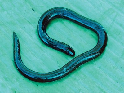 Ichthyophis mindanaoensis