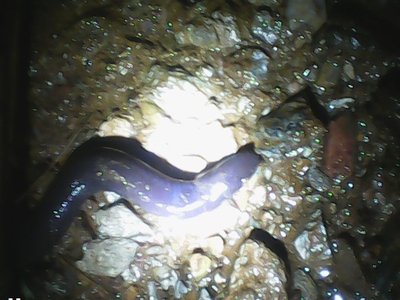 Ichthyophis sikkimensis
