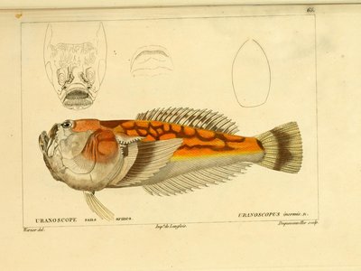Ichthyscopus lebeck