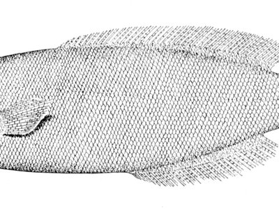 Icichthys lockingtoni