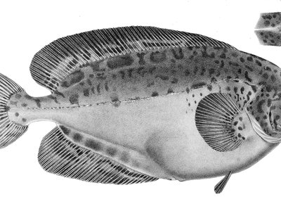Icosteus aenigmaticus