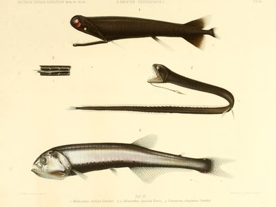 Idiacanthus niger