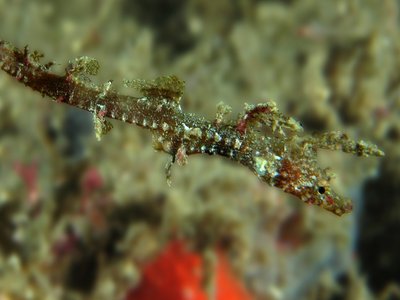 Idiotropiscis lumnitzeri