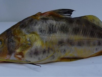 Iheringichthys labrosus