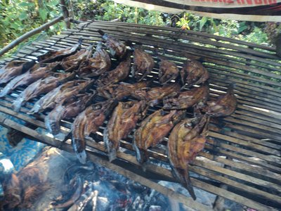 Ikan Keli