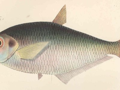 Ilisha africana