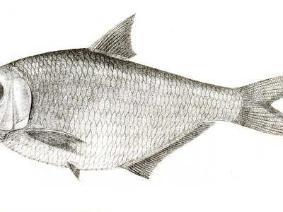Ilisha indica
