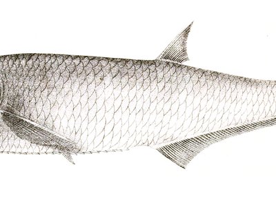 Ilisha novacula