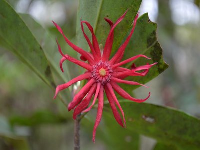 Illicium il