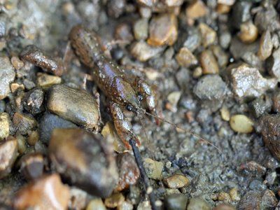 Illinois Crayfish