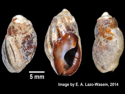 Ilyanassa obsoleta