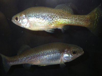Ilyodon furcidens