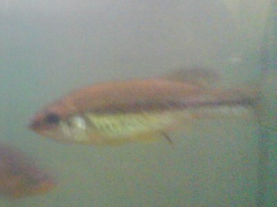 Ilyodon whitei