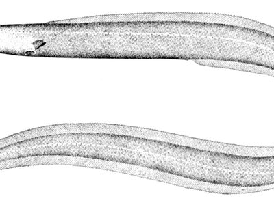 Ilyophis brunneus