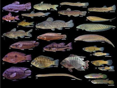 Imparfinis longicauda