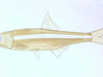 Indian Anchovy