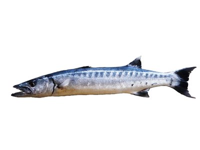Indian Barracuda