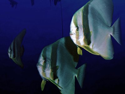 Indian Batfish