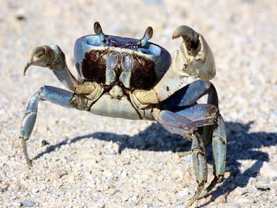 Indian Blue Crab
