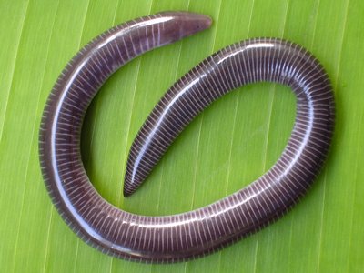 Indian Caecilian