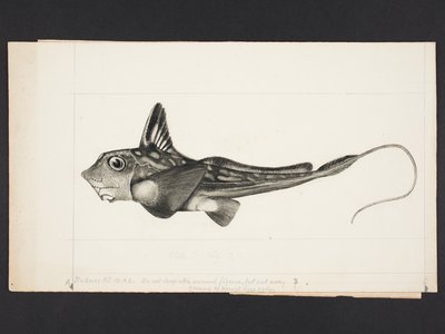 Indian Chimaera